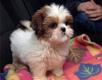 gorgeous male and female shih tzu puppies insearch for new home