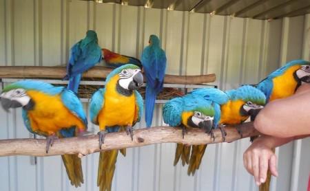 macaws,cockatoos,african greys and fertile eggs