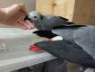 A pair of African grey parrots is looking for new home.