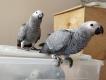 A pair of African grey parrots is looking for new home.