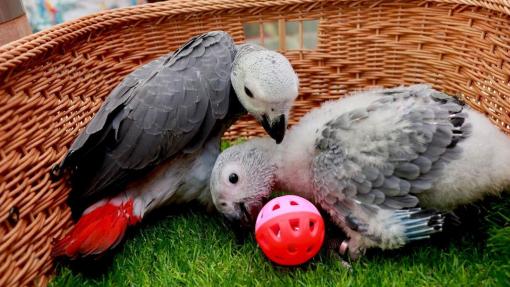 African Grey Parrots