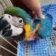 BLUE AND GOLD MACAW PARROTS FOR SALE