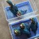 BLUE AND GOLD MACAW PARROTS FOR SALE