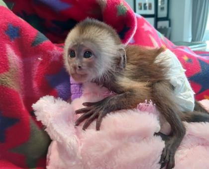 Cute Little Baby Capuchin Monkeys Ready