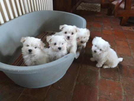 Pure White Maltese Ready for New Home
