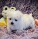 Pure White Maltese Ready for New Home