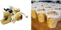 Buy Dried Mushrooms Online