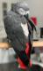 Super African Grey Parrot for Sale
