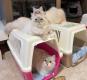 Fluffy Snow Siberians - Best Siberian Kittens
