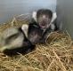 Baby Black and White Ruffed Lemur