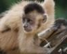 Kaapori Capuchin Monkey